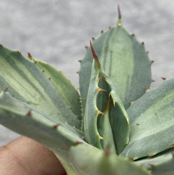 Amazon.co.jp: 多肉植物 吉祥天錦 アガベ パリー ホーチエンシス